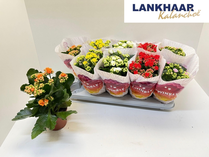 <h4>KAL GE PERF GEM 5 KL</h4>