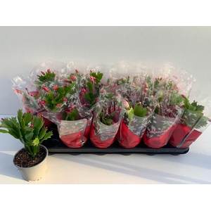 Schlumbergera gemengd 3 kleuren