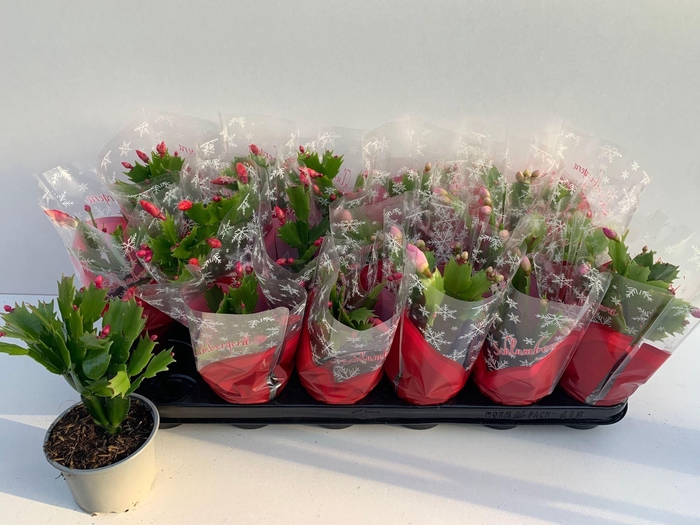 <h4>Schlumbergera gemengd 3 kleuren</h4>