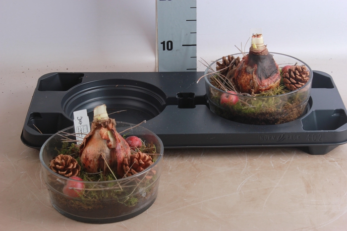 <h4>ARR HIPPEASTRUM</h4>