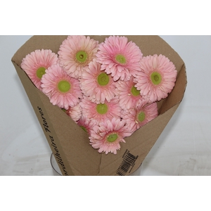 GERBERA ROMELLA < 050 CM > 10 CM DIAM