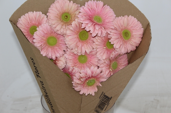 <h4>GERBERA ROMELLA < 050 CM > 10 CM DIAM</h4>