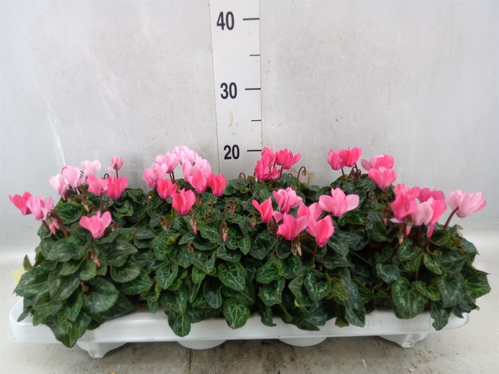 <h4>Cyclamen KL 'Crayon'</h4>