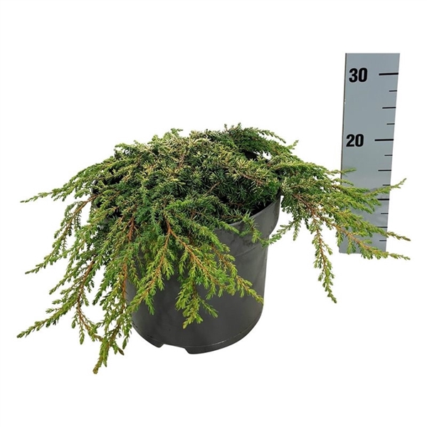 <h4>Juniperus comm. 'Lemon Carpet'</h4>