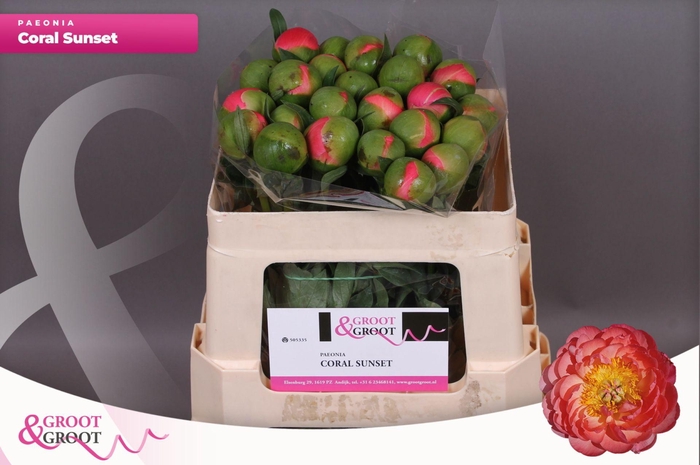 <h4>Paeonia Coral Sunset</h4>