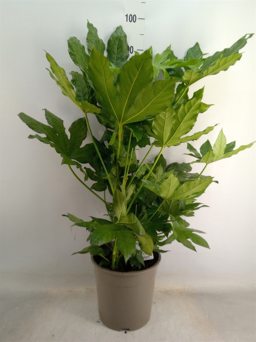 <h4>Fatsia japonica   ...</h4>