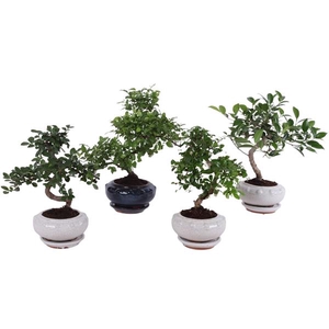 Bonsai Mixed in ø17cm Round Ceramic S-Shape with Saucer
