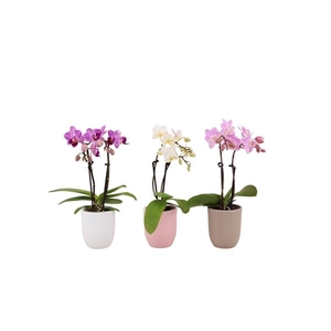 Hugo Hotel Mix Tiny Dolls Mix 2T10+ Aqu@