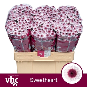 CHR SAN SWEETHEART