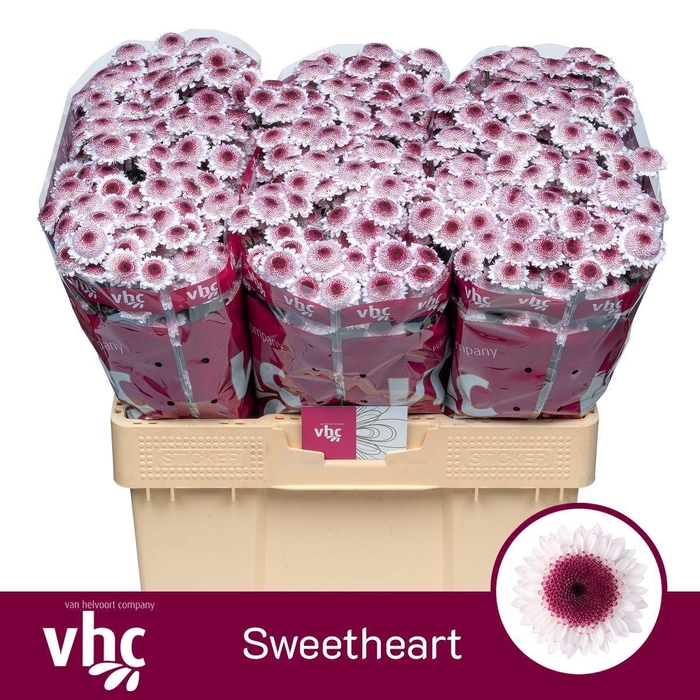 <h4>CHR SAN SWEETHEART</h4>