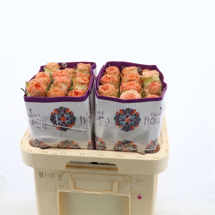 <h4>Rosa gr Country Spirit Home</h4>