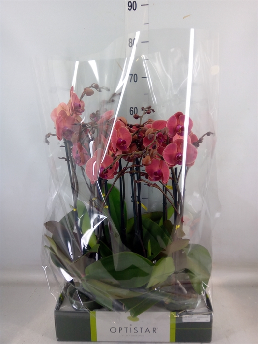 <h4>Phalaenopsis   ...orange</h4>