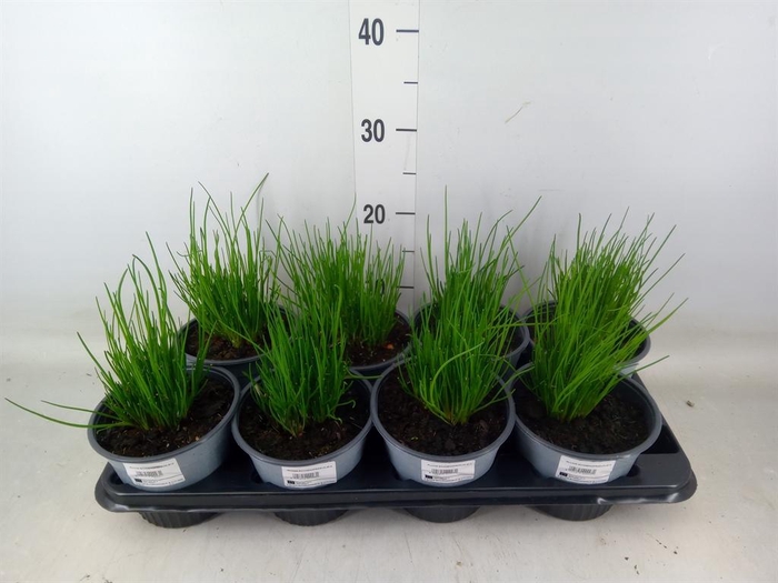 <h4>Allium schoenoprasum</h4>