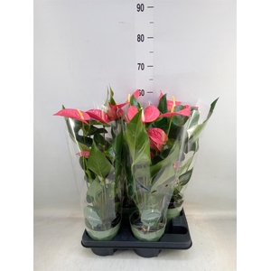 Anthurium andr. 'Maine'