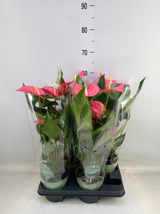 <h4>Anthurium andr. 'Maine'</h4>