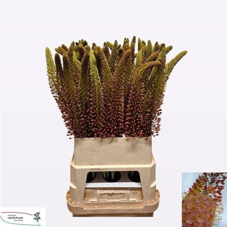 <h4>EREMURUS CLEOPATRA</h4>