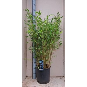 Fargesia  'Winter Joy'