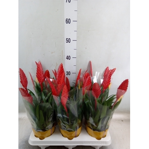 Vriesea  'Conchita'