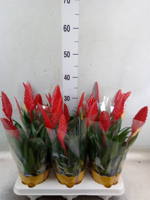 <h4>Vriesea  'Conchita'</h4>