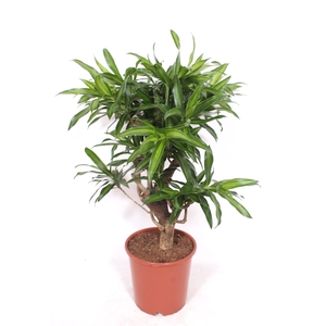 Dracaena Song of Jamaica