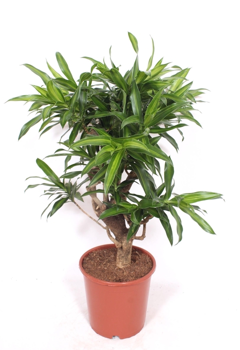 <h4>Dracaena Song of Jamaica</h4>