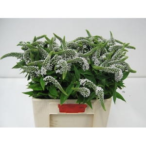 LYSIM CLETHROIDES LYSIM CLETHROIDES