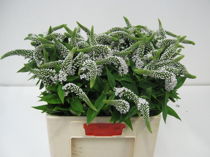 <h4>LYSIM CLETHROIDES LYSIM CLETHROIDES</h4>