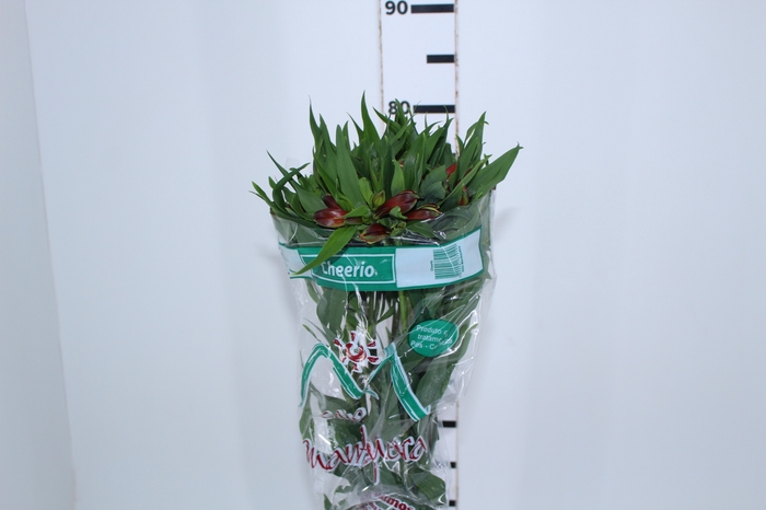 ALSTROEMERIA CHEERIO 080 CM