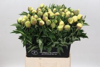 <h4>Paeonia Bartzella</h4>