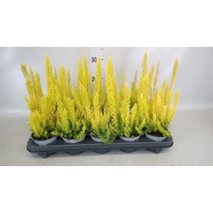 Erica arborea 'Albe'