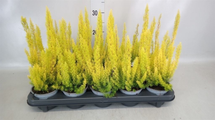 <h4>Erica arborea 'Albe'</h4>