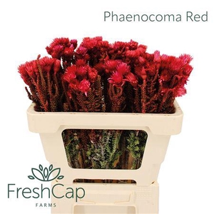 Phaenocoma Red
