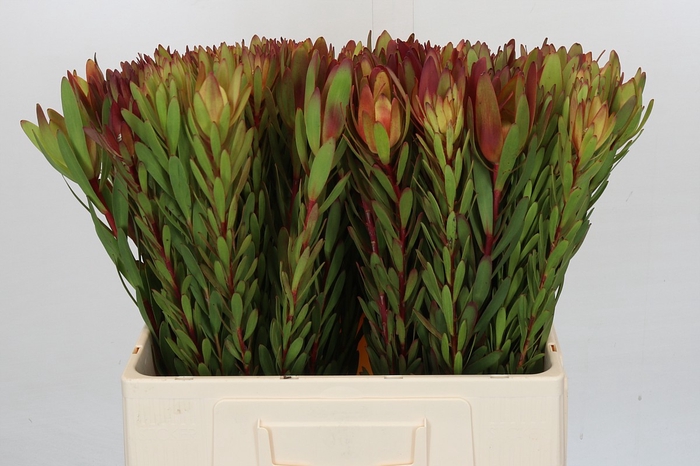 <h4>Leucadendron Safari Sunset</h4>