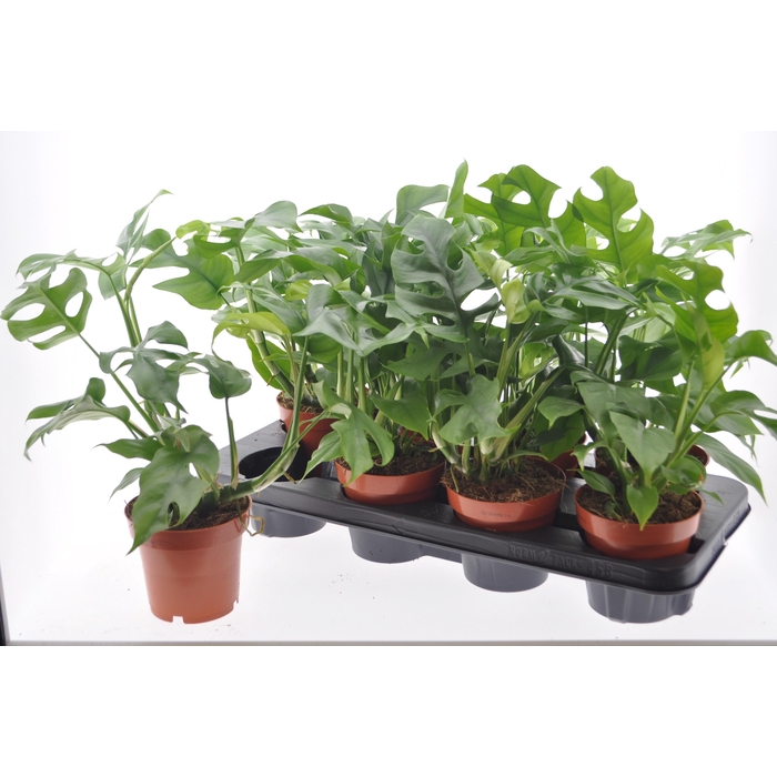 <h4>Rhaphidophora Tetrasperma 12Ø 35cm 1pp</h4>