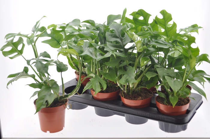 <h4>RHAPHIDO TETRASPERMA</h4>