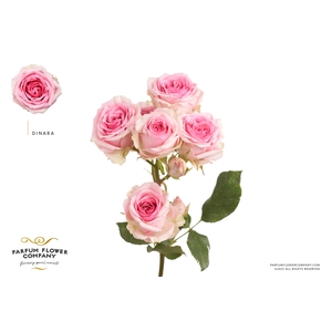 Rosa Spray Dinara