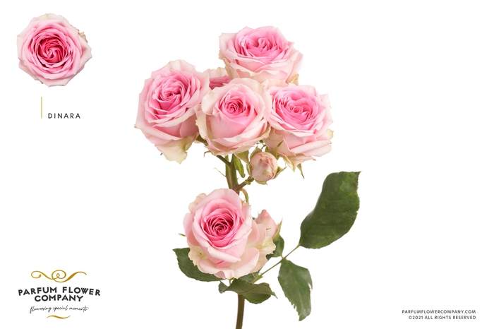 <h4>Rosa Spray Dinara</h4>