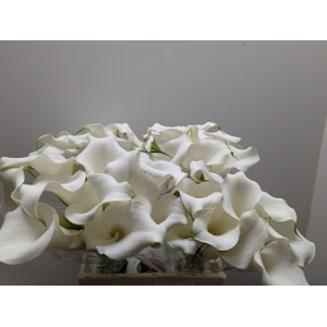 Calla Pure Art