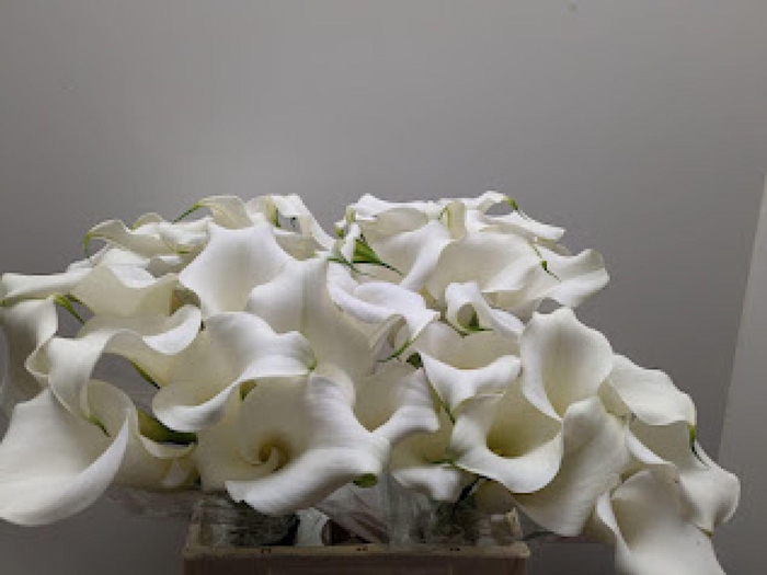 <h4>Calla Pure Art</h4>
