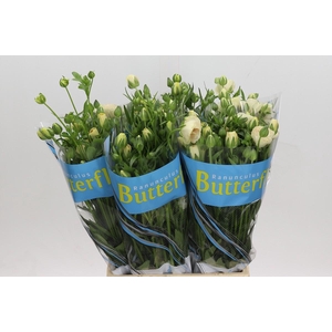 Ranunculus Butterfly Keramos