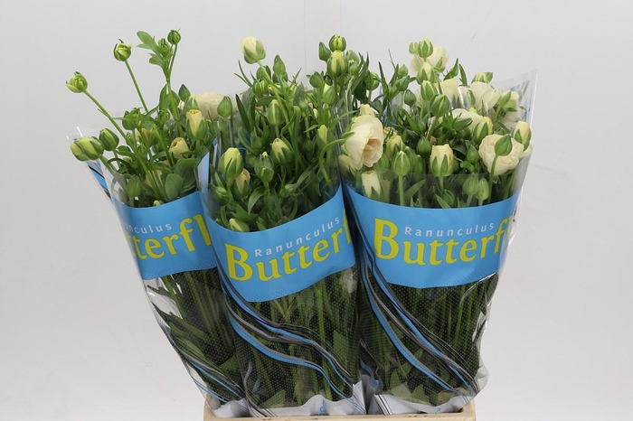 Ranunculus Butterfly Keramos