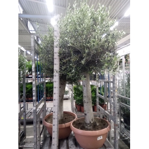 Olea europaea