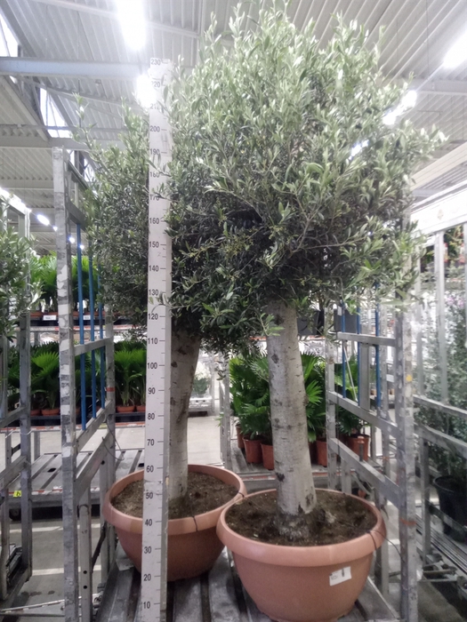 <h4>Olea europaea</h4>