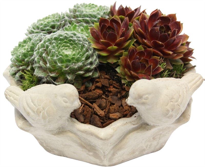 4424 DRINKSCHAAL KIKKER SEMP