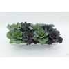 Brassica Oleracea Rood Blad