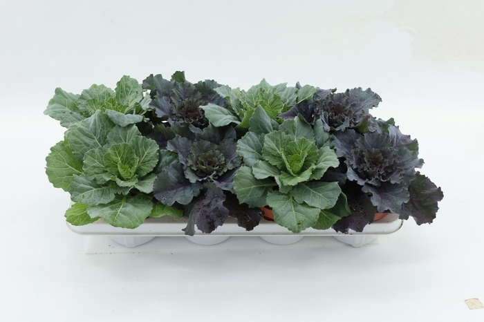 Brassica Oleracea Rood Blad