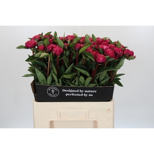 Paeonia Red Sarah Bernhardt