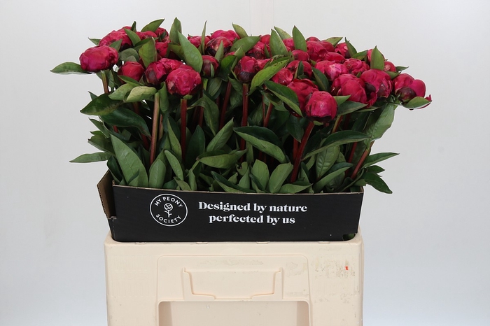 Paeonia Red Sarah Bernhardt