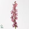 Cymbidium Mini Boudi X8 Leekade