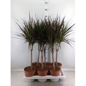 Dracaena marg. 'Magenta'
